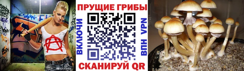 Псилоцибиновые грибы Cubensis Бабушкин